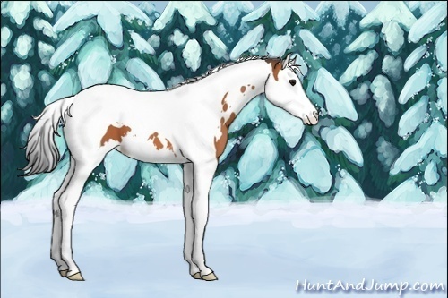 Horse Color:White Spotted Bay Splash Tobiano 