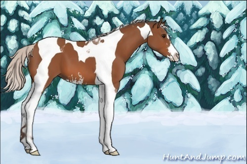 Horse Color:Silver Bay Sabino Tobiano 