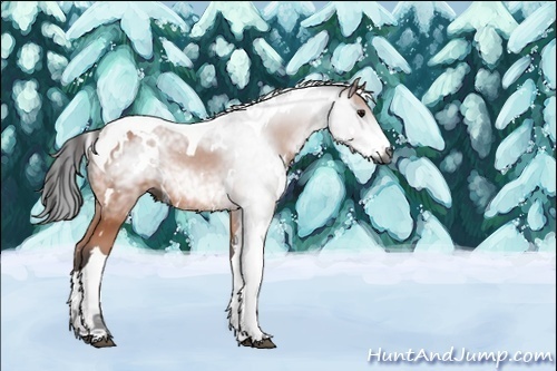 Horse Color:Gray White Spotted Bay Tobiano 