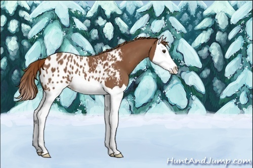 Horse Color:Unknown 