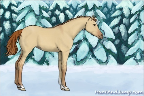 Horse Color:Unknown 