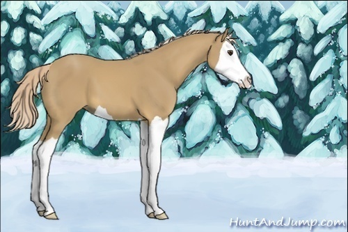 Horse Color:Unknown 