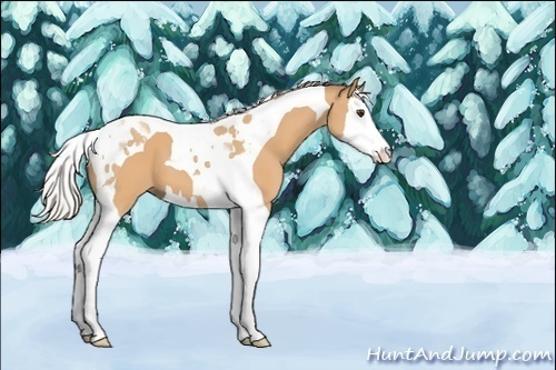 Horse Color:Unknown 