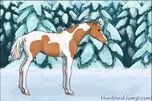 Horse Color:Unknown 