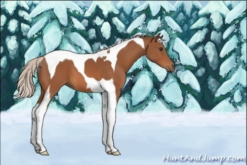 Horse Color:Unknown 