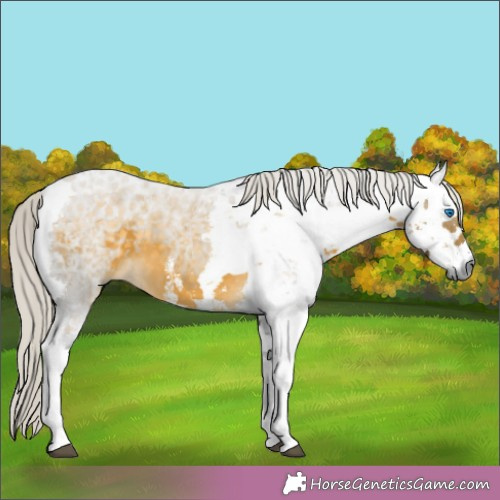 Horse Color:Silver Buckskin Harlequin Merle