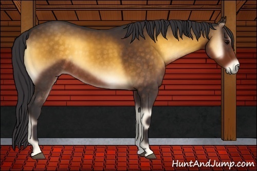 Horse Color:Buckskin Onyx 