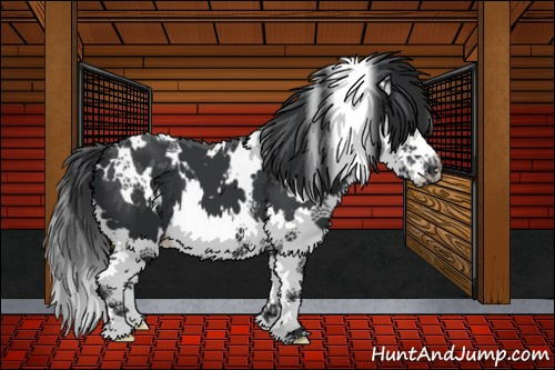 Horse Color:White Spotted Black Splash 