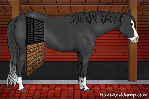 Horse Color:Black Splash 