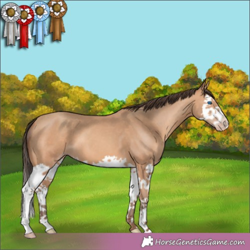 Horse Color: Amber Champagne Splash 