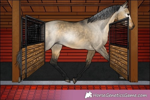 Horse Color:Gray Buckskin Dun 