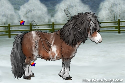 Horse Color:White Spotted Bay 