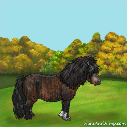 Horse Color:Gray Bay  and Gray Black 