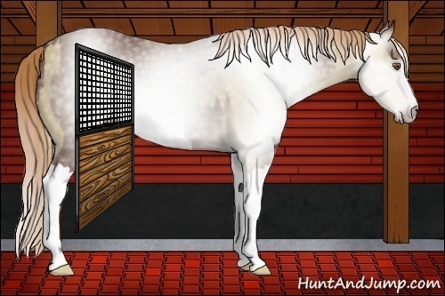 Horse Color:Gray Classic Champagne Dun  and Gray Chestnut 