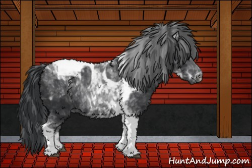 Horse Color:Black Tobiano 