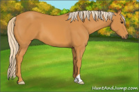 Horse Color:Palomino