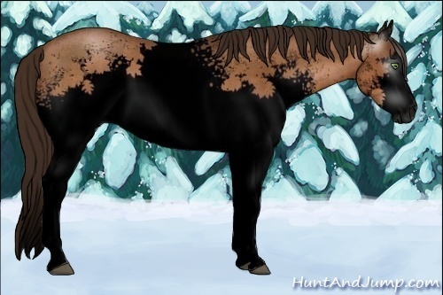 Horse Color:Gray Void White Spotted Bay Pearl 