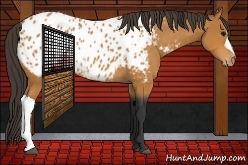 Horse Color:Bay Near Leopard 