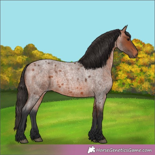 Horse Color:Unknown 