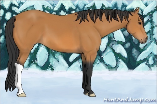 Horse Color:Unknown 