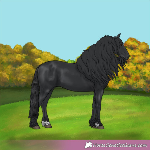 Horse Color:Unknown 