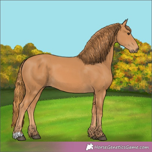 Horse Color:Unknown 