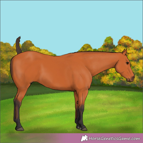 Horse Color:Unknown 