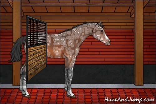 Horse Color:Bay Ice 