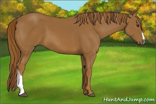 Horse Color: Chestnut 