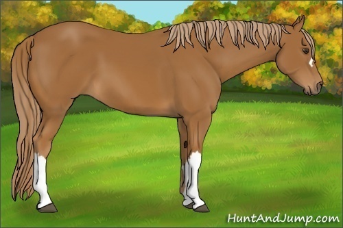 Horse Color:Chestnut 