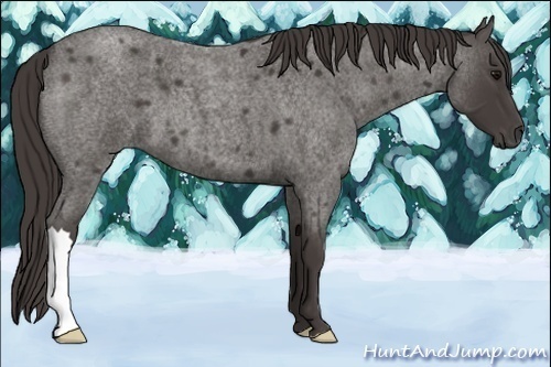 Horse Color:Unknown 