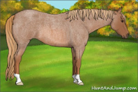 Horse Color:Red Roan 