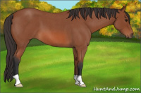Horse Color:Bay Roan 
