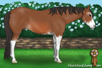 Horse Color:Bay Sabino 
