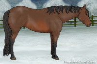 Horse Color:Bay 