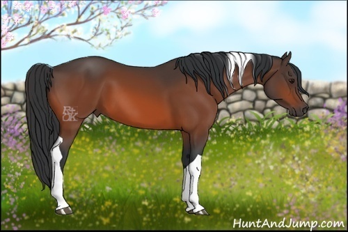 Horse Color:Bay Tobiano 