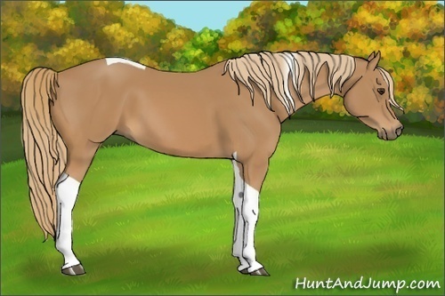 Horse Color:Chestnut Tobiano