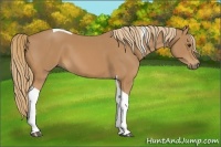 Horse Color:Chestnut Tobiano