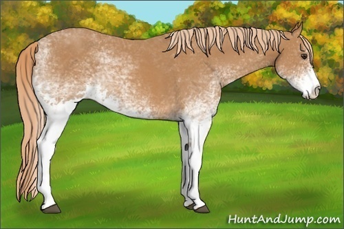Horse Color: White Spotted Chestnut 