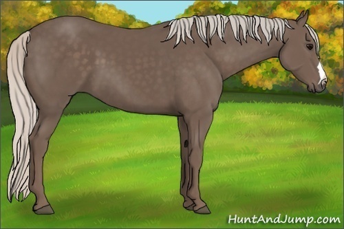 Horse Color: Silver Black 