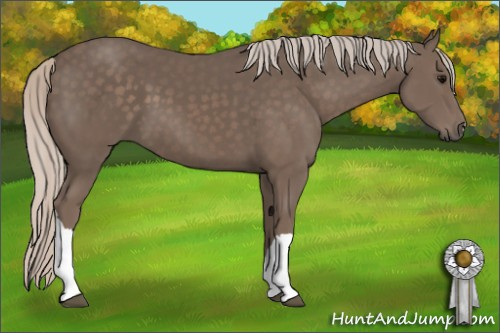 Horse Color: Silver Black 