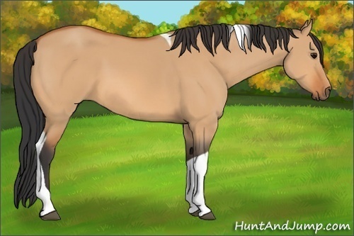 Horse Color: Bay Dun Tobiano 