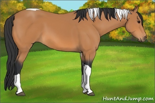 Horse Color: Bay Tobiano 