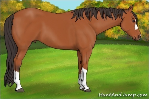 Horse Color: Bay 
