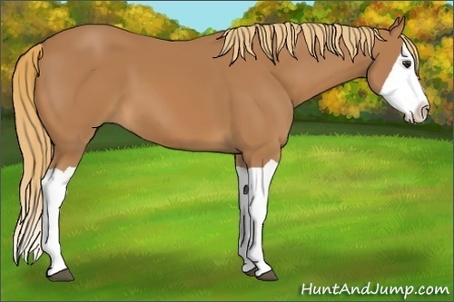 Horse Color: Chestnut Splash 