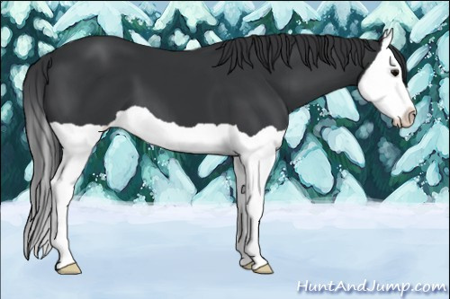 Horse Color: Black Splash 