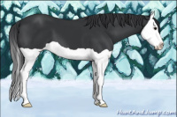 Horse Color:Black Splash