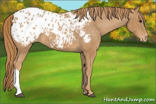 Horse Color: Chestnut Blanket 