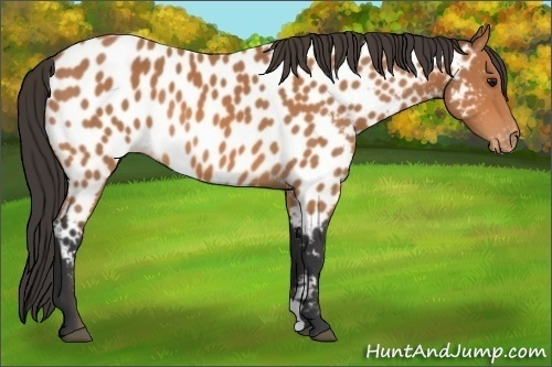 Horse Color: Bay Near Leopard 