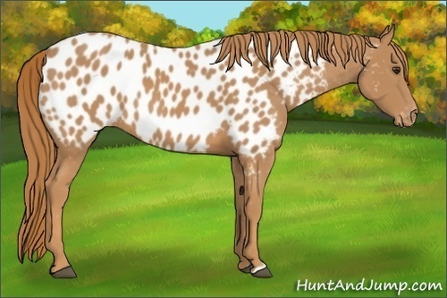 Horse Color: Chestnut Near Leopard 